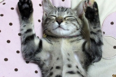 フォトアルバム