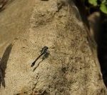 ホームページWEB