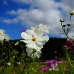 フォトアルバム