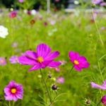 フォトアルバム