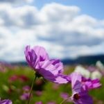 フォトアルバム