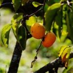 フォトアルバム