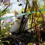 フォトアルバム