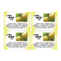 フライヤーちらし