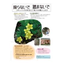 フライヤーチラシ